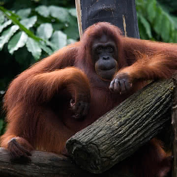 Хорошая фотография. Сингапурский зоопарк