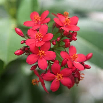 Цветы острова Бали